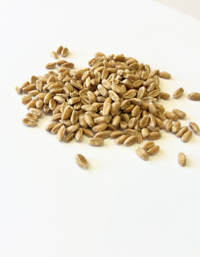 SEMI DI FARRO 100% italiano - 300gr