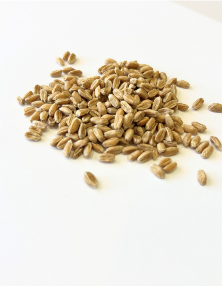 SEMI DI FARRO 100% italiano - 300gr